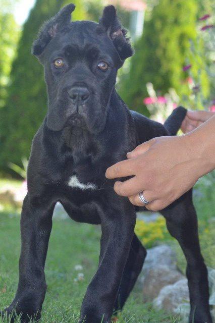 Cane-Corso--vrhunski-štenci