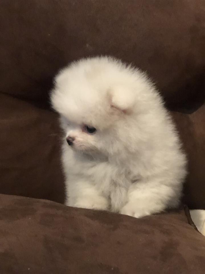 Pomeranac-štenci-