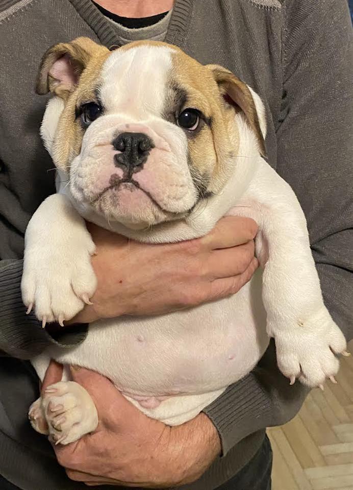 Engleski-buldog