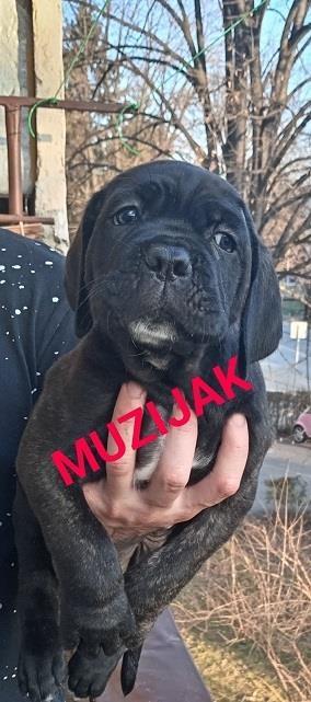Cane-corso-štenci