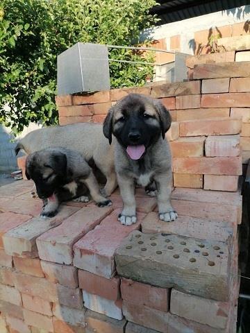 Turski-Kangal--stenci