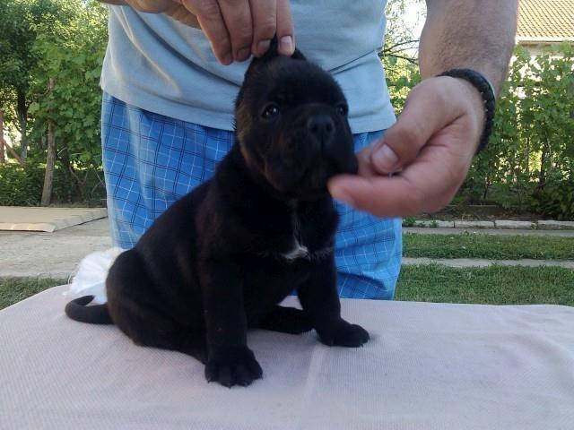 Cane-corso-štenci