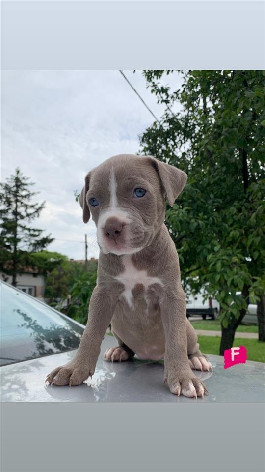 Pit-Bull-Lilac---Blueline-