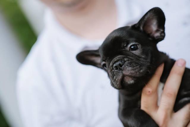 Francuski-buldog-