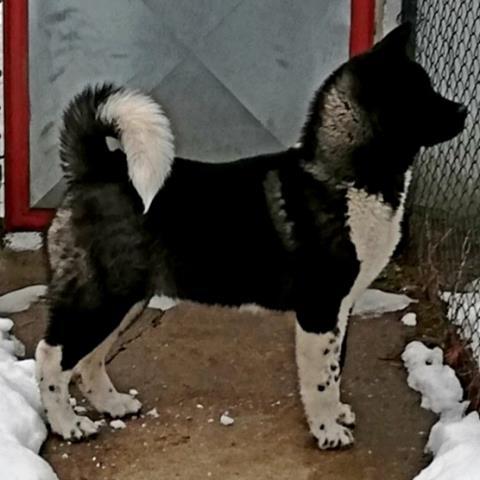 Američka-Akita--štenci