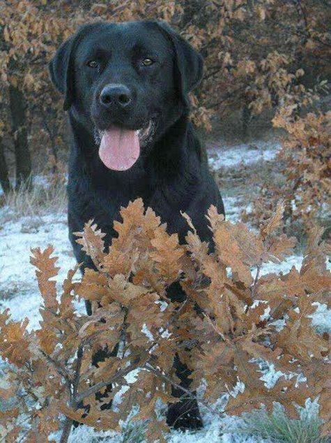 LABRADOR-RETRIVER---Posejdon---Natnikari