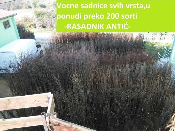 Zdrave I kvalitetne sadnice 2016