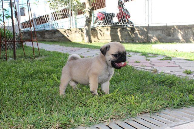 Mops--štenci