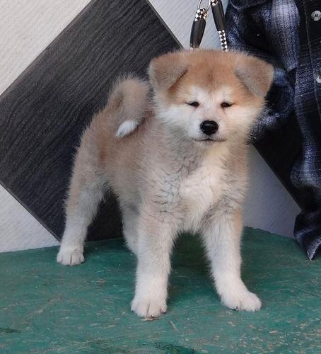 Akita Inu 