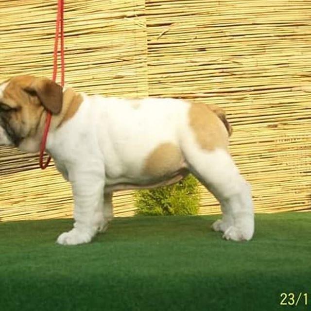 Engleski-Buldog