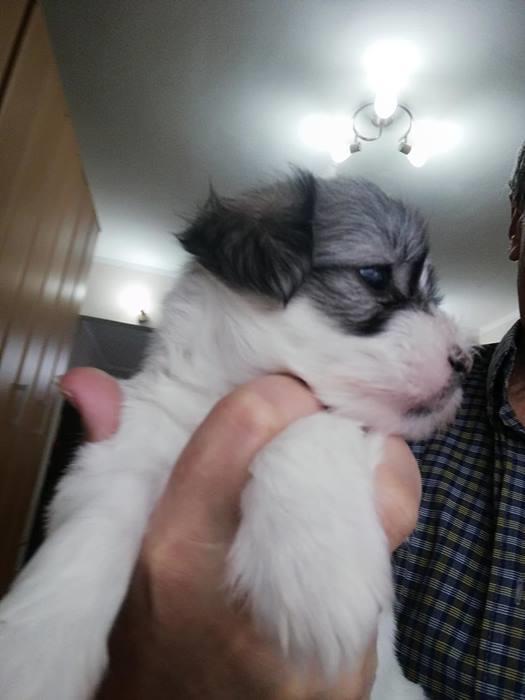 Coton-de-tulear-
