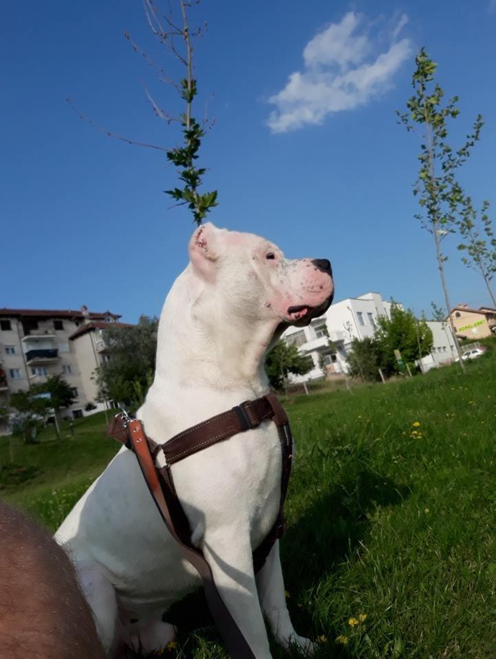Dogo-argentino