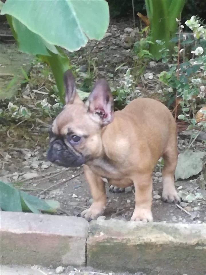 Francuski-buldog-