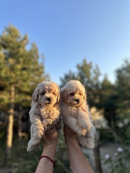 Maltipoo-stenci-