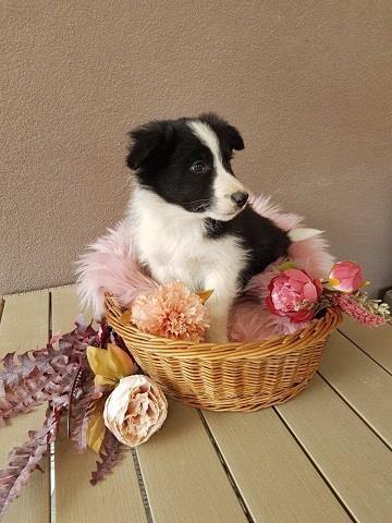 Border-koli-collie-štenci