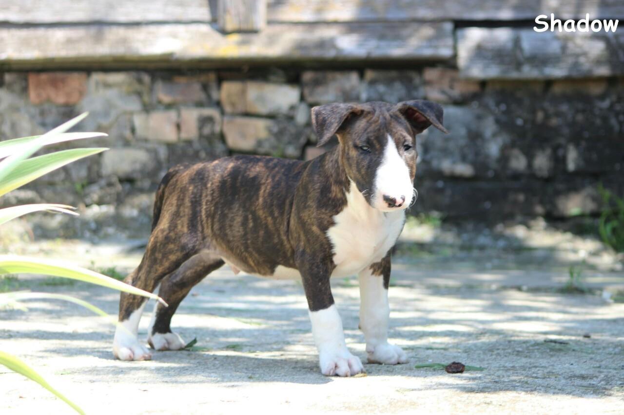 Engleski-bullterijer-štenci