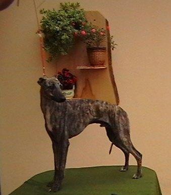 Whippet-mali engleski hrt