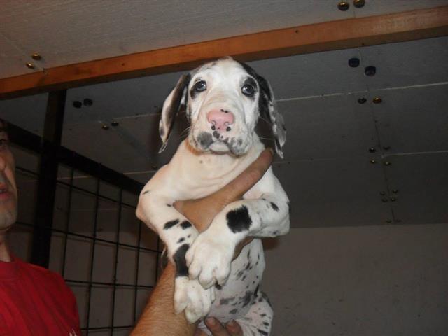 Nemacka-Doga