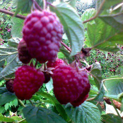 Sadnice-maline-