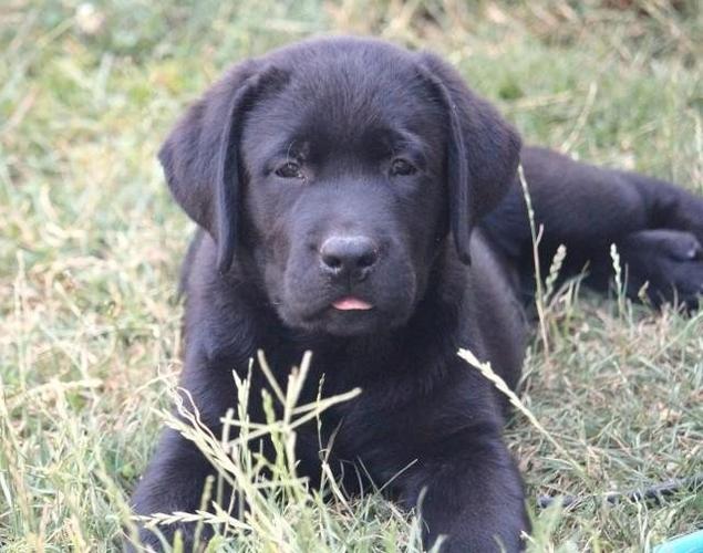 Labradori