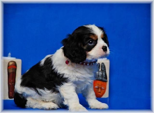 Kavalier King Charles Spaniel