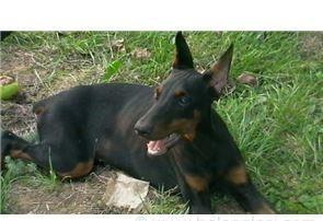 Štenad dobermana