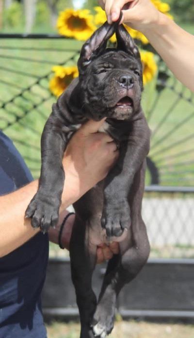 Cane-Corso-štenci-