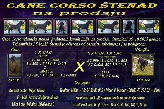 Cane Corso štenad na prodaju