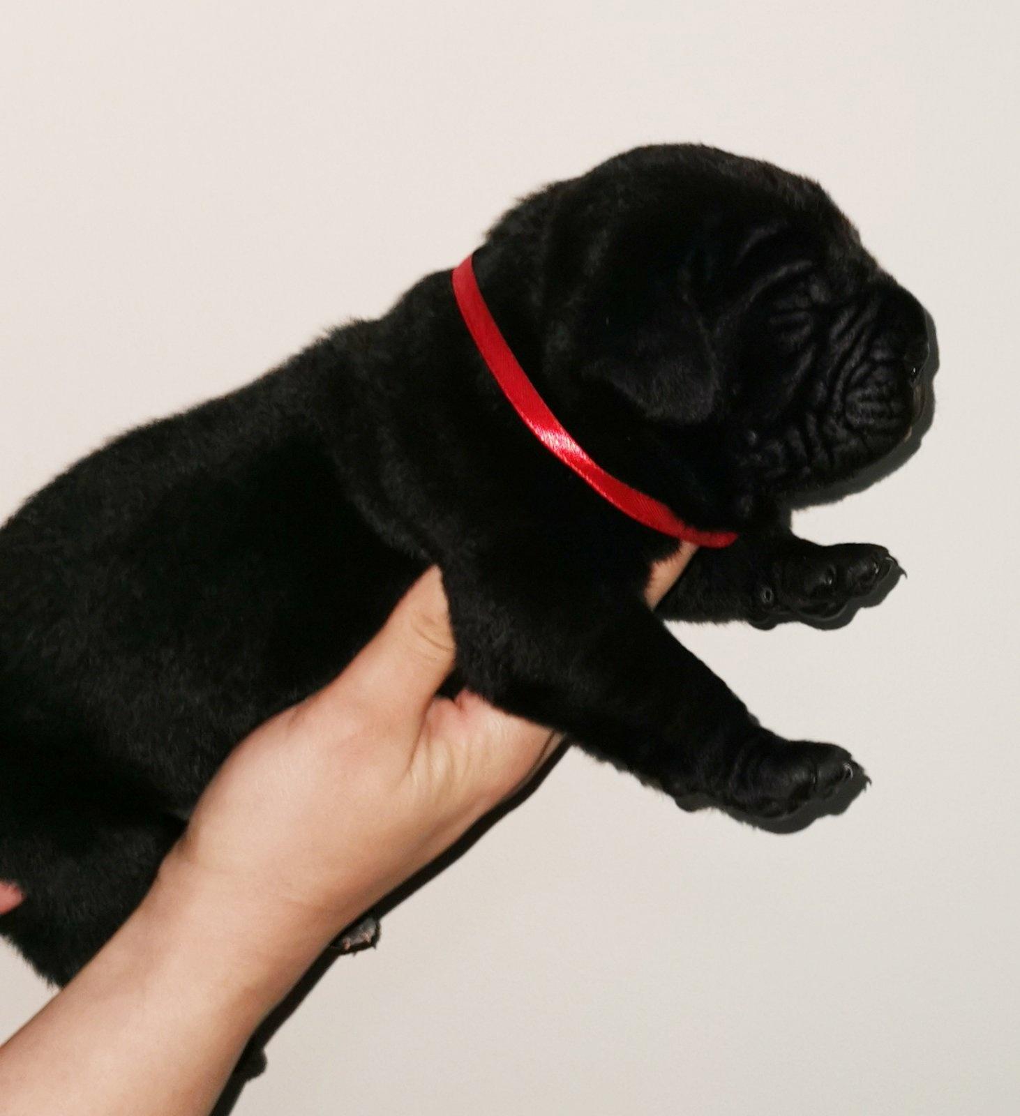 Cane-Corso-Kane-Korso-NOVO-LEGLO