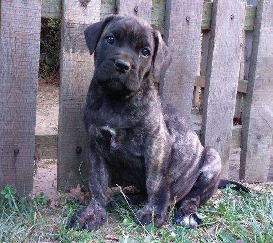 Cane-corso-štenci-