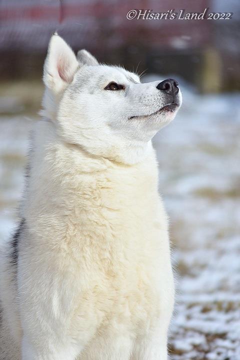 Sibirski-haski