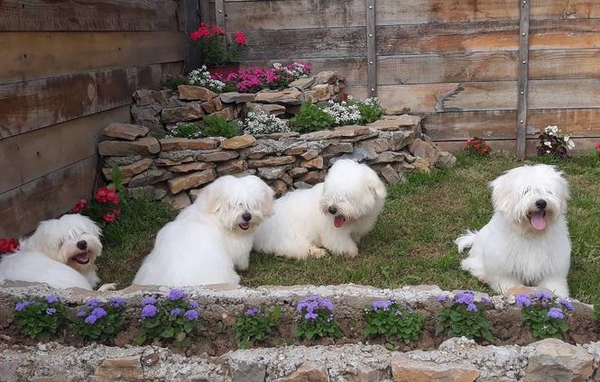 Cotton de Tulear