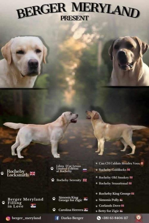 Stenci-LABRADOR-retrivera