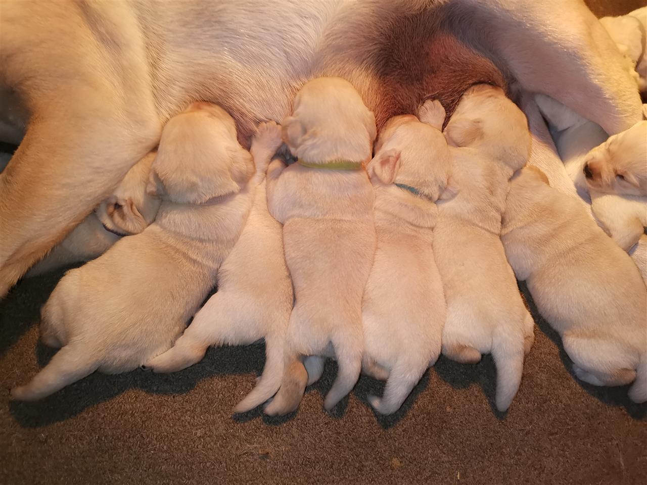 Labrador-retriver-štenci-