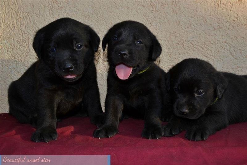 Labrador-Retriver---štenci-
