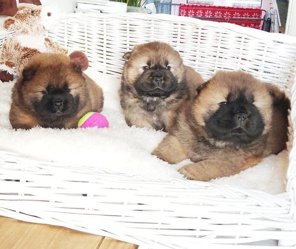 Chow Chow štenci