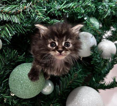 Maine-Coon-mace-