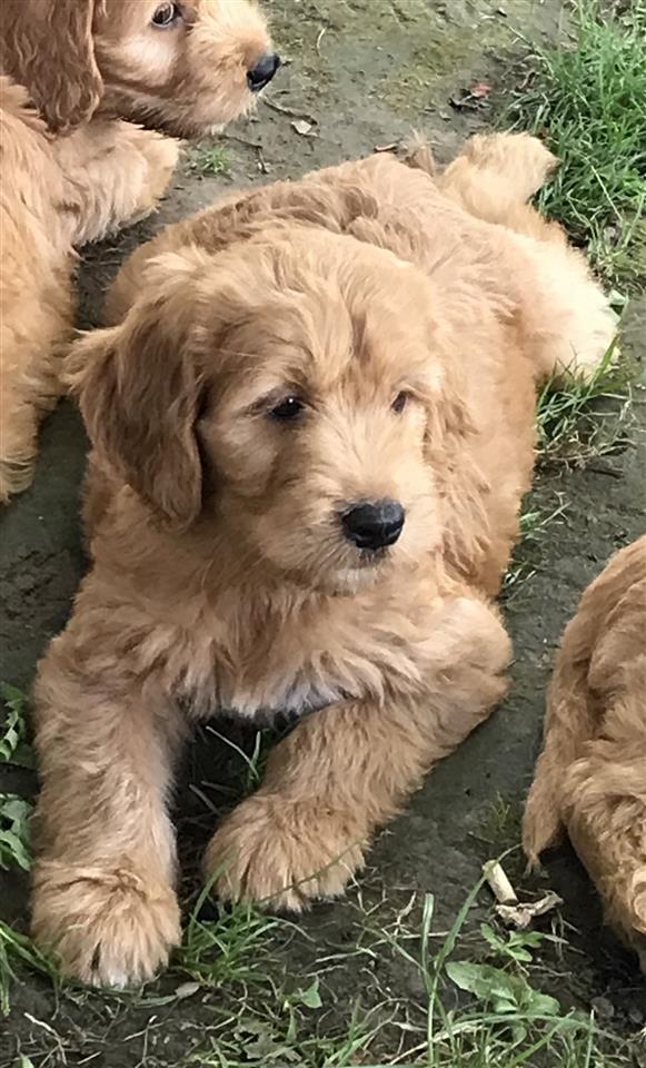 Labradoodle-F1