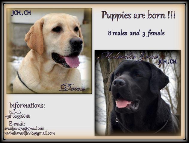 VRHUNSKI-STENCI-LABRADOR-RETRIVERA