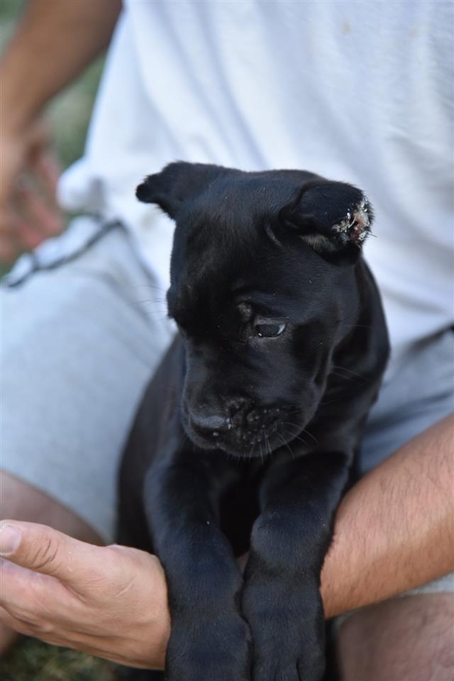 Cane-corso