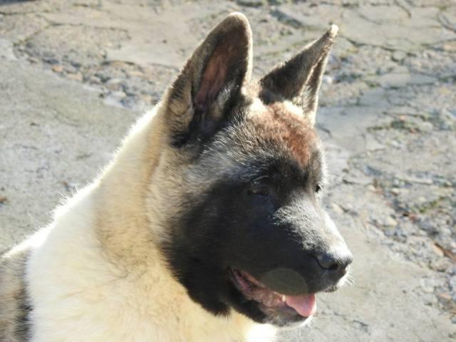 Američka-Akita--štenci
