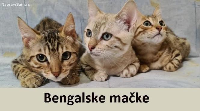 bengalska macka