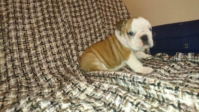 Engleski-Buldog-stenci-