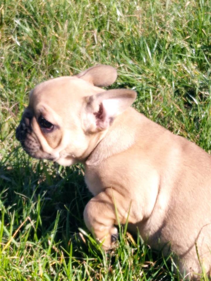 Francuski-Buldog-štenci