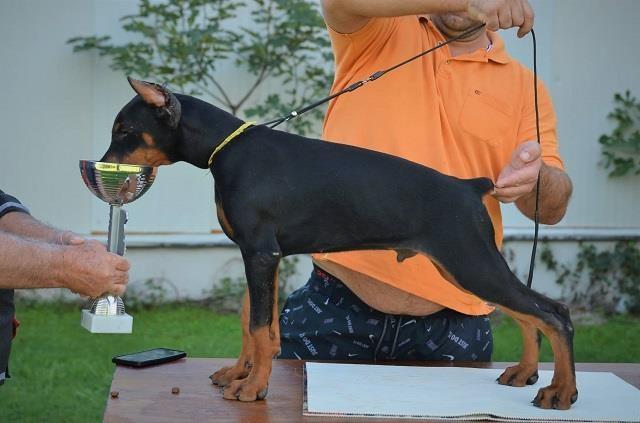 Doberman-stenci-