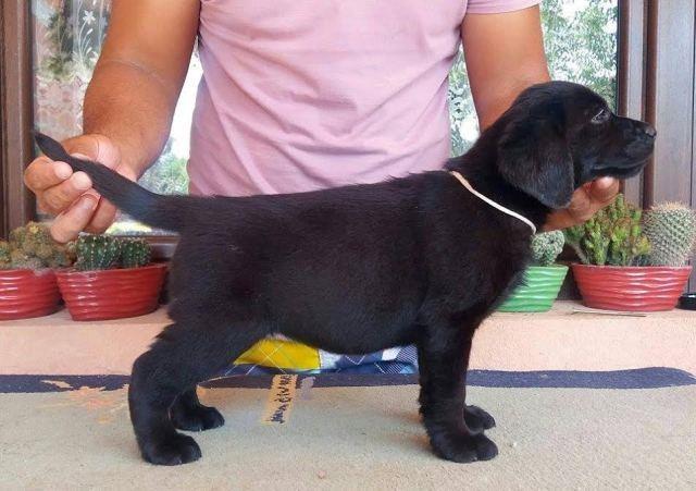 Labrador-retriver-stenci