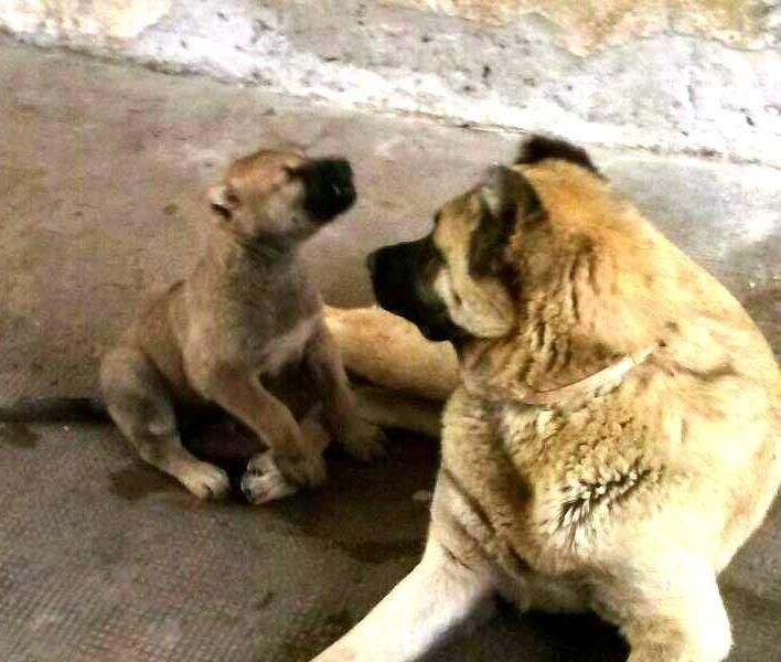 Kangal---Turski-pastirski-pas