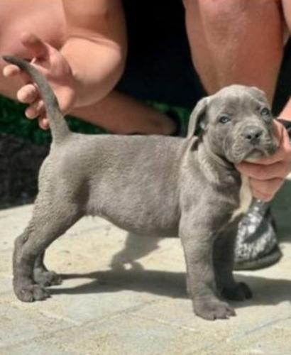 Cane Corso štenci