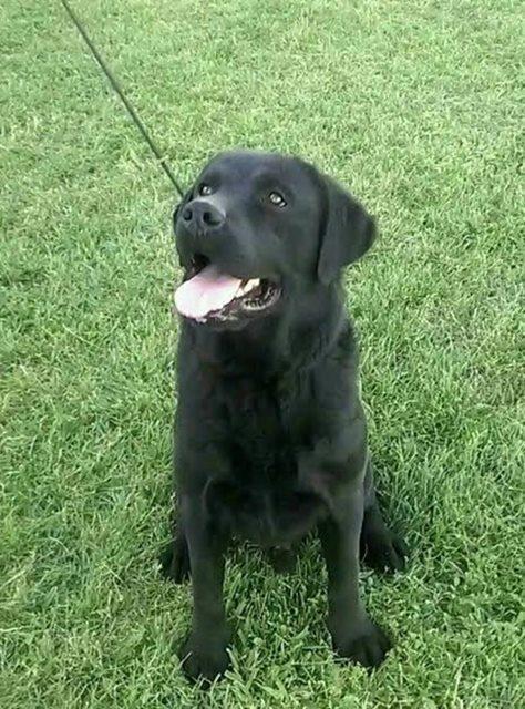 LABRADOR-RETRIVER---Posejdon---Natnikari