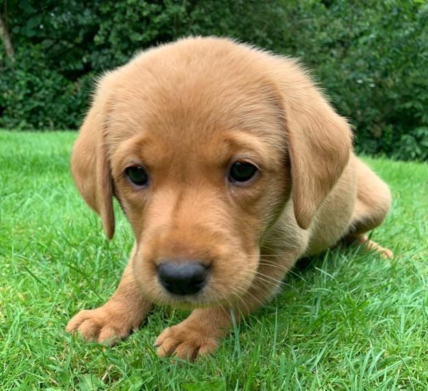 Prodajem-pse-i-stence-labrador-retrivera